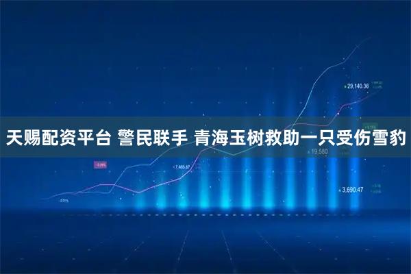 天赐配资平台 警民联手 青海玉树救助一只受伤雪豹