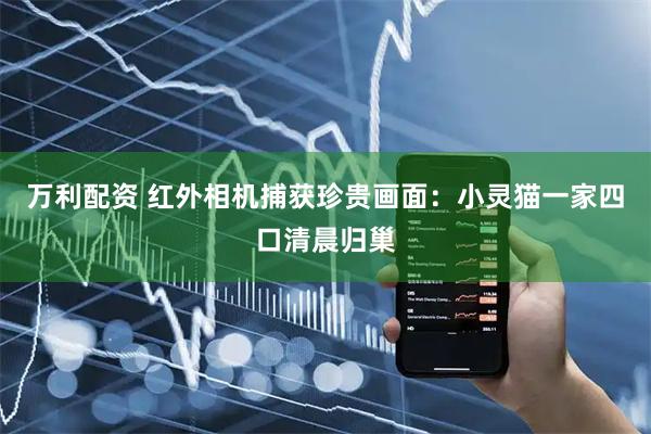 万利配资 红外相机捕获珍贵画面：小灵猫一家四口清晨归巢